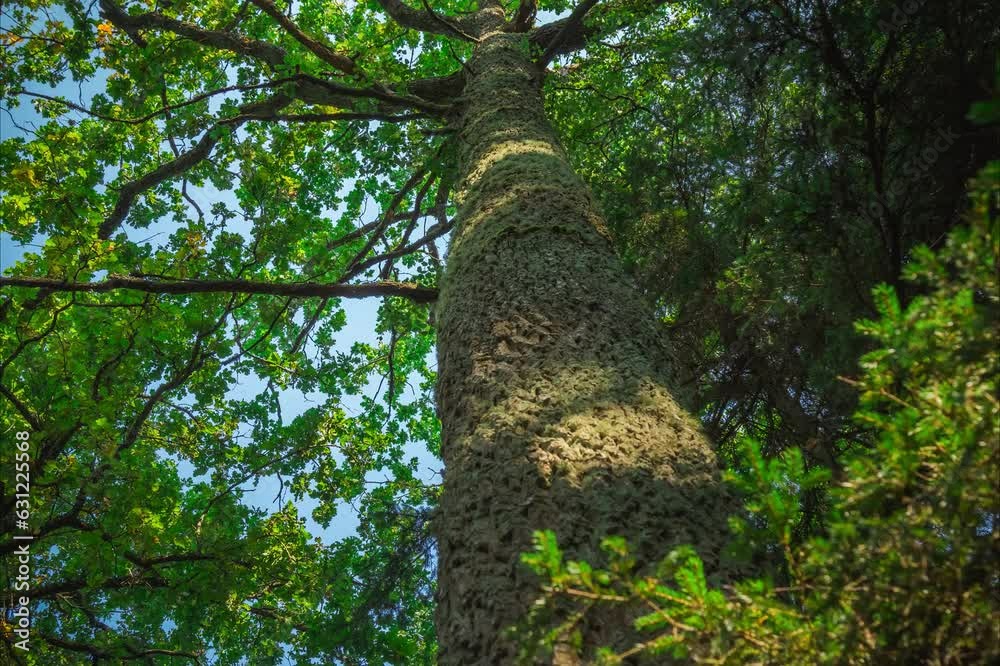 Low angle of a tree with green leaves on branches against sky Low angle of a tree with green leaves on branches against sky