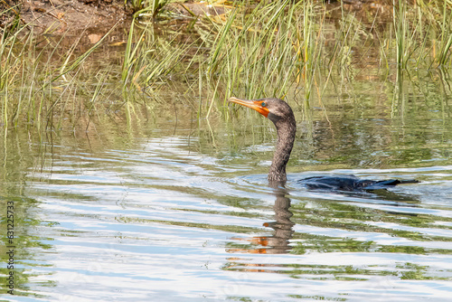 Juvenile Cormorant in the Mattapoisett River Estuary, Massachusetts