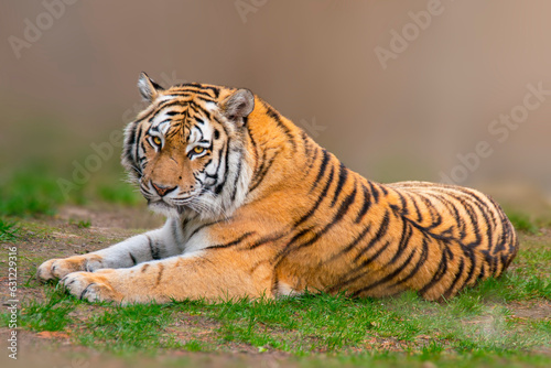 one large striped tiger (Panthera tigris) lies relaxed and enjoys the sun