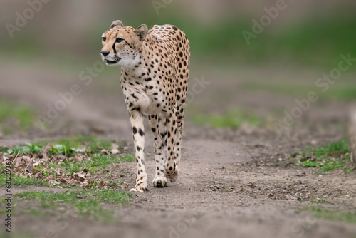 one Cheetah (Acinonyx jubatus) elegantly walks on a trail