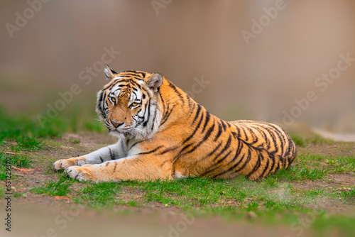 one large striped tiger  Panthera tigris  lies relaxed and enjoys the sun