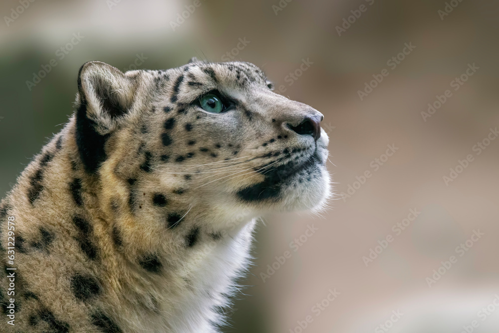 one Portrait of a graceful snow leopard (Panthera uncia) one Portrait of a graceful snow leopard (Panthera uncia)