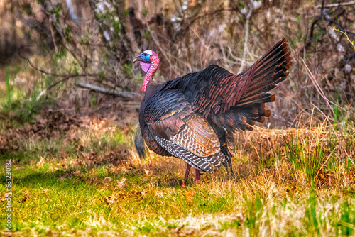 Wild Turkey At Presque Isle State Park