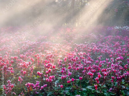 Pink tulips field with sunlight flare in morning fog with cold weather in winter in Chiangrai  Thailand