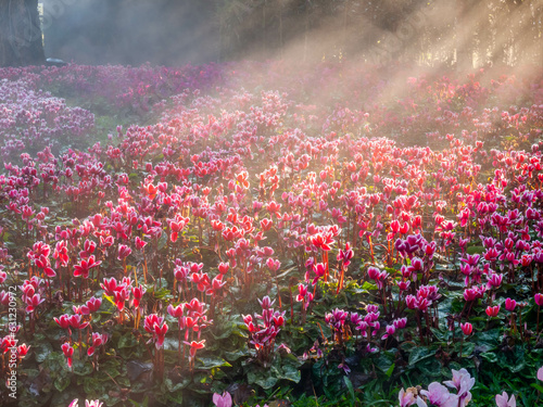 Pink tulips field with sunlight flare in morning fog with cold weather in winter in Chiangrai, Thailand