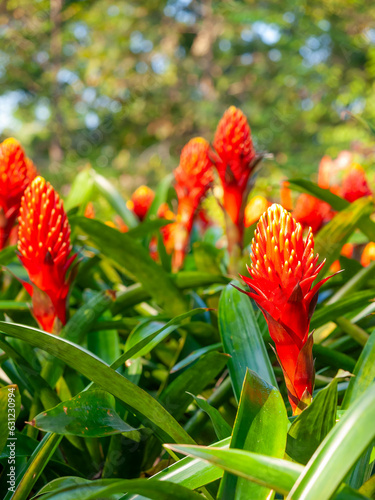 Guzmania, droophead tufted airplant, colorful red-orange pineapple flower, grow on plant in Chiangrai, Thailand photo