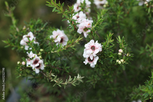 New Zealand tea tree or Manuka flower (Leptospermum scoparium)