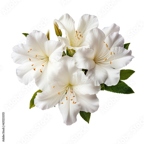 White azalea flowers isolated on transparent backround with clipping path.