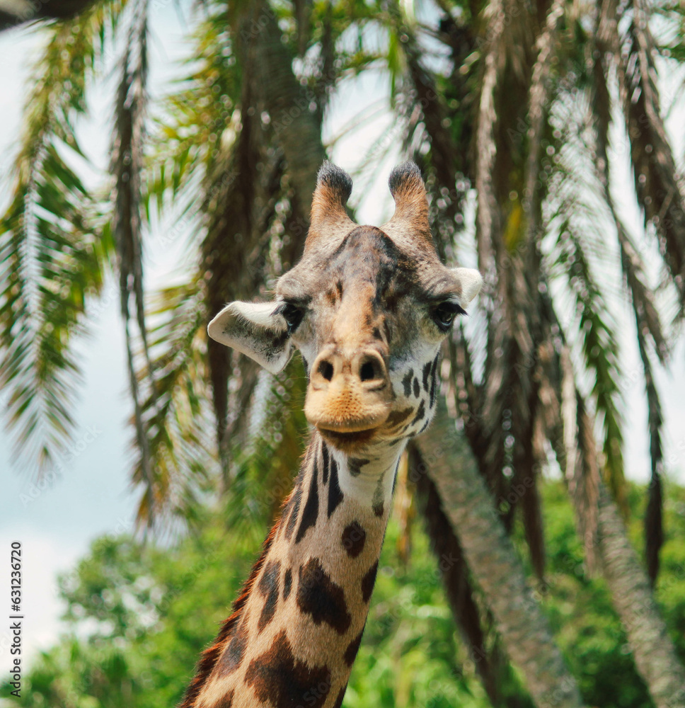 Fototapeta premium Giraffe