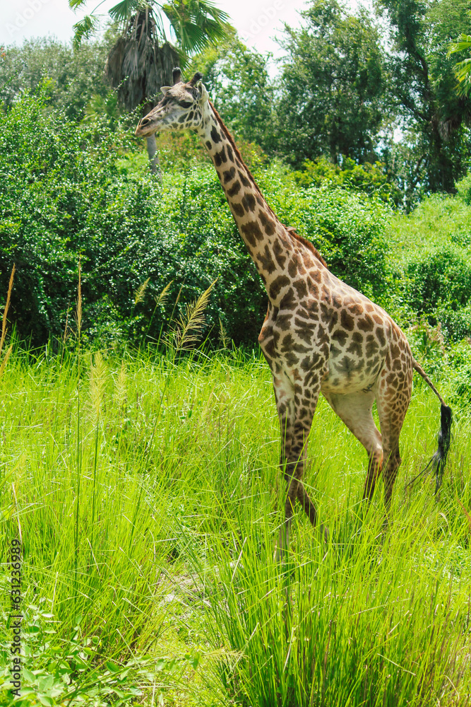 Obraz premium Giraffe walking