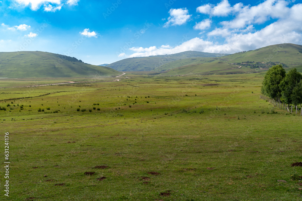 landscape with sheep