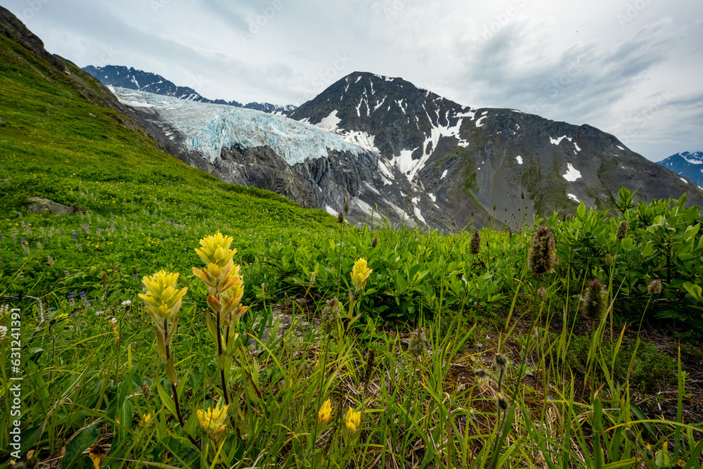 Blossoming flowers at Glacier Knik in summer, Alaska