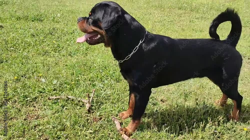 Adult male dog of black and tan rottweiler breed, playing with a stick outside in a green grass field in the daytime, after playing he runs in search of his handler.