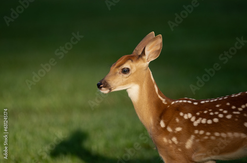 White-tailed deer fawn