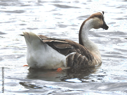 un pato nadando en el Lac de León