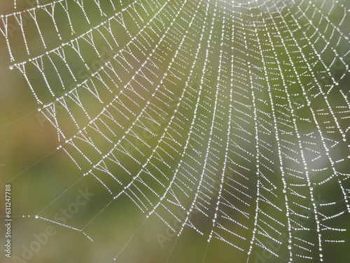 Una telaraña despues de la lluvia