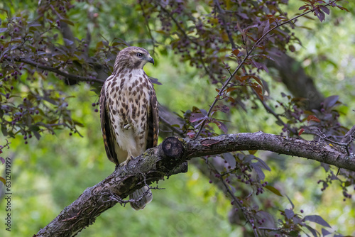 red-shouldered hawk (Buteo lineatus) juvenile in summer