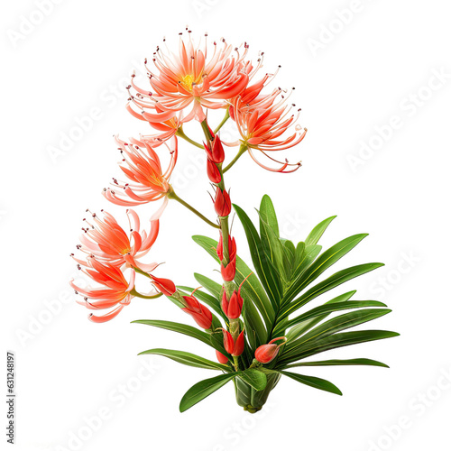 Isolated tropical plant with flower, on transparent backround.