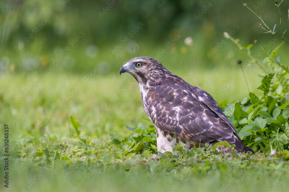 red-shouldered hawk juvenile feeding with grasshoppers red-shouldered hawk juvenile feeding with grasshoppers