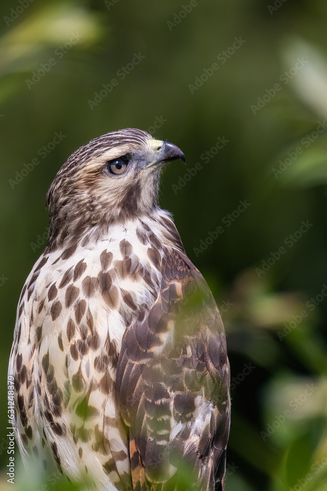 red-shouldered hawk (Buteo lineatus) juvenile in summer red-shouldered hawk (Buteo lineatus) juvenile in summer