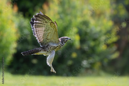 red-shouldered hawk juvenile take off