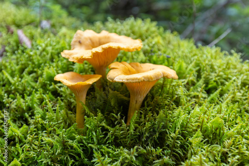 Smooth chanterelle mushroom -Cantharellus lateritius