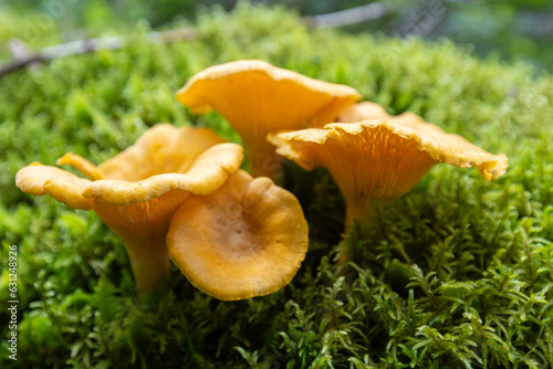 Smooth chanterelle mushroom -Cantharellus lateritius
