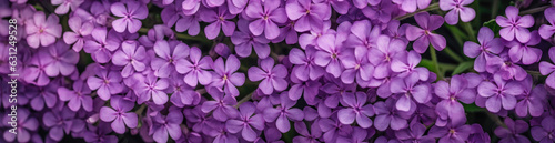 Verbena, Best Website Background, Hd Background, Background For Computers Wallpaper © Pic Hub