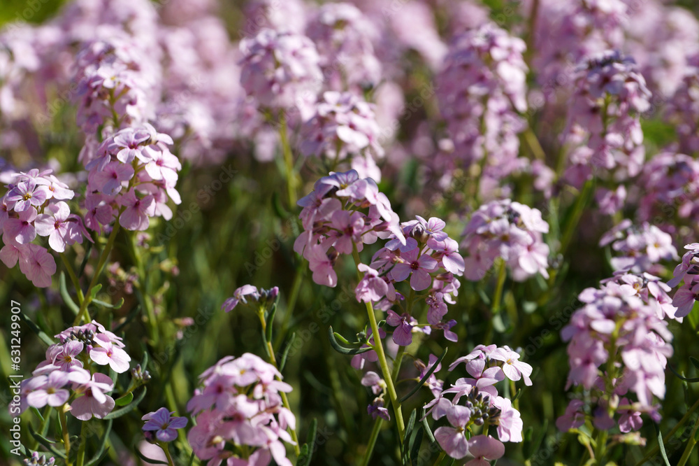 Naklejka premium Aethionema grandiflorum closeup for floral background