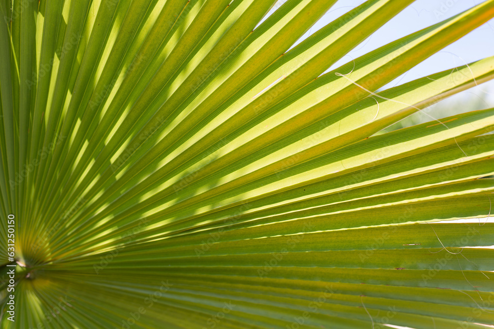 Fototapeta premium palm tree leaves
