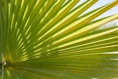 palm tree leaves