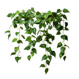 High quality isolated climbing plant with lush green foliage for professional composition.