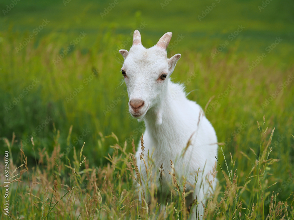 Obraz premium Funny portrait of a small white goat on the background of a green meadow