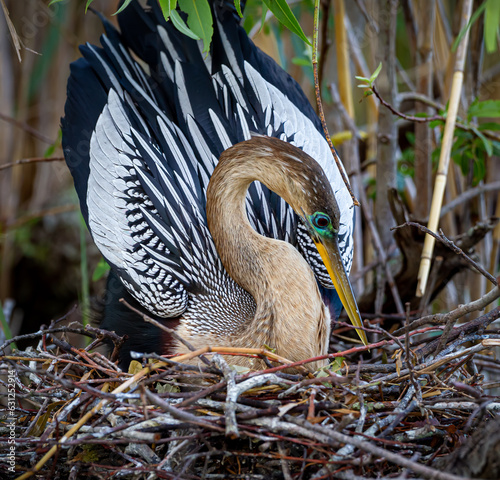 Beautiful anhinga posed upon her nest while drying her wings.tif