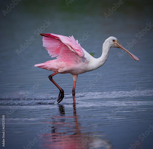 Right profile of brightly colored roseatte spoonbill walking at waters edge photo