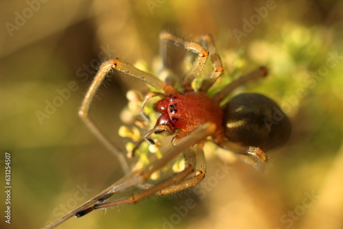 Cheiracanthium punctorium. A female venomous spider deadly to insects