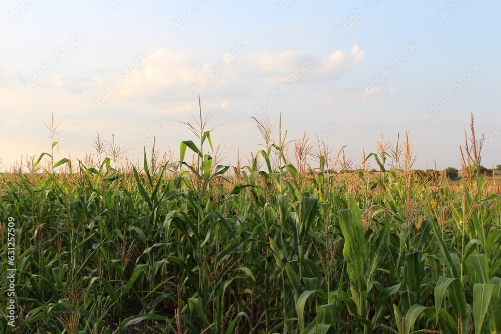 Fototapeta premium A field of corn plants