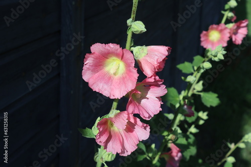 Sweden. Alcea rosea, the common hollyhock, is an ornamental dicot flowering plant in the family Malvaceae.  photo