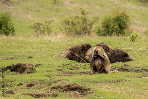 gelada monkey