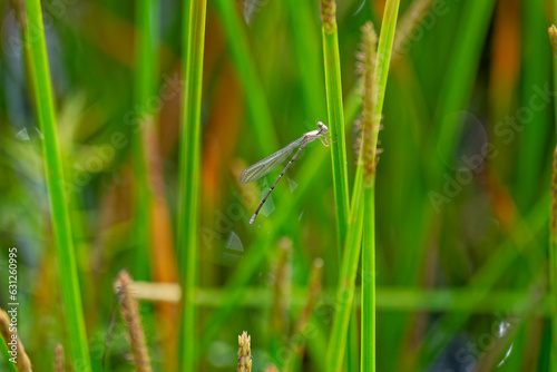 Damselfly perched on a blade of grass