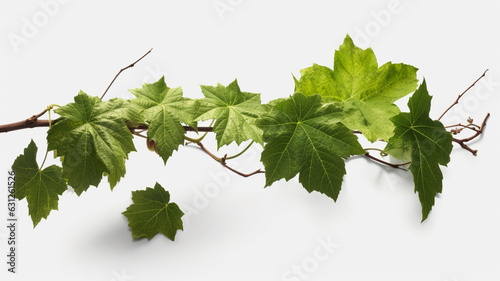 green grape leaves with wine on the white background, generative ai
