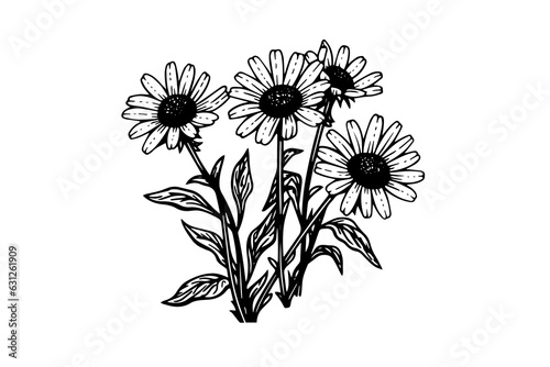 Hand drawn chamomile ink sketch. Daisy bouquet engraving vector illustration.