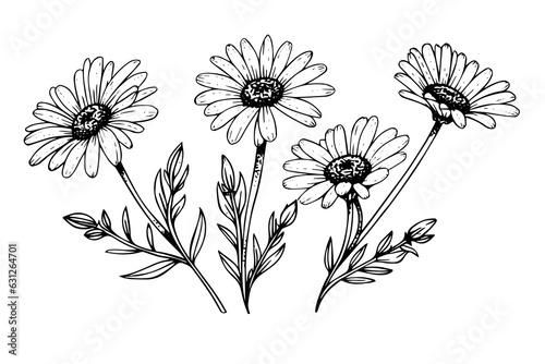 Hand drawn chamomile ink sketch. Daisy bouquet engraving vector illustration.