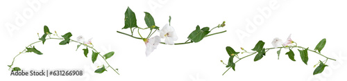 Fotografía Field bindweed ( Convolvulus arvensis ) isolated on transparent background