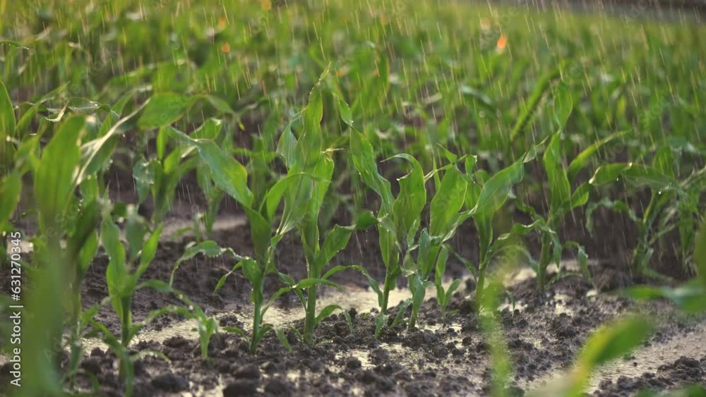 irrigation of green corn sprouts. agriculture irrigation. corn agriculture business concept. rain water drops fall lifestyle on the field with corn green sprouts close-up irrigation of green corn sprouts. agriculture irrigation. corn agriculture business concept. rain water drops fall lifestyle on the field with corn green sprouts close-up