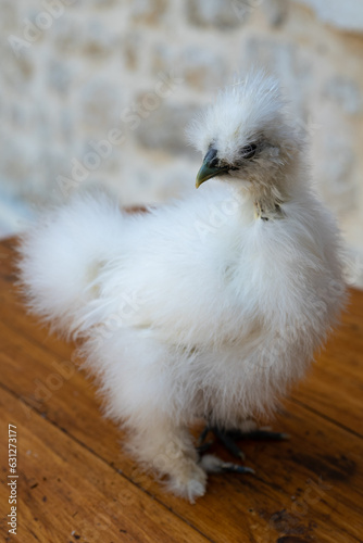 A moroseta white chick on a rough wooden table in a farm. photo