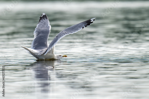 Eine Möwe mit einer Bruchlandung im wasser