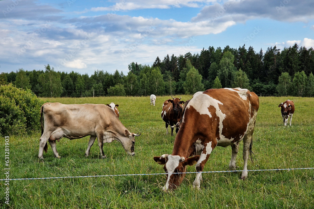 Cows graze in the pasture.
