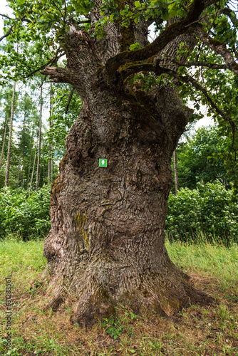 Cernausku oak in summer day, Sigulda, Latvia.
