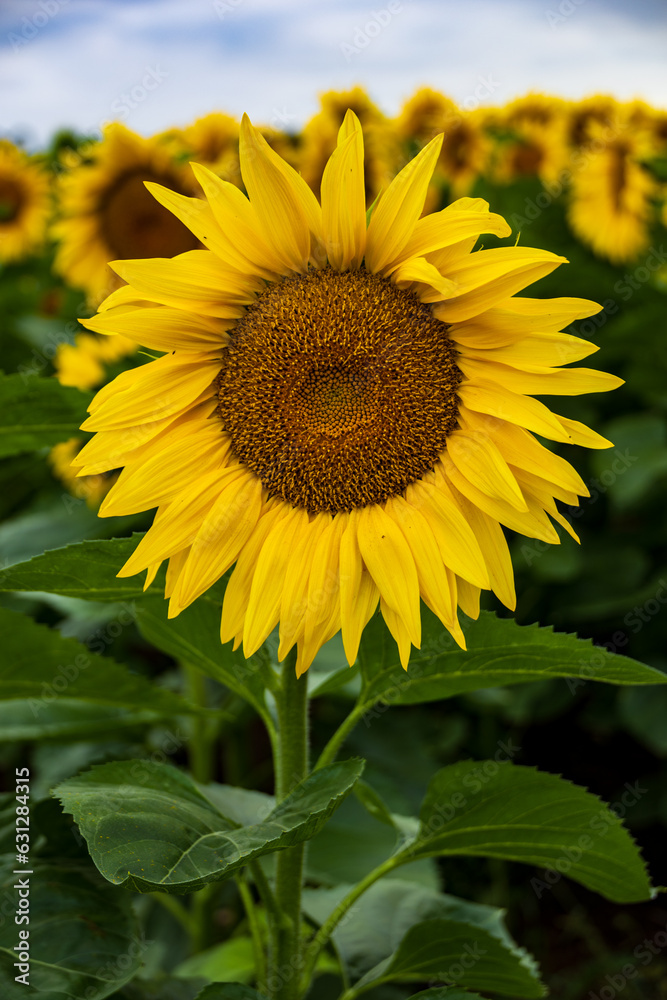 Sonnenblume am Blühen